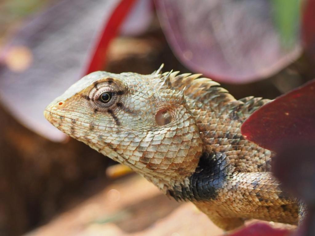Pearl'S Homestay Matale Esterno foto