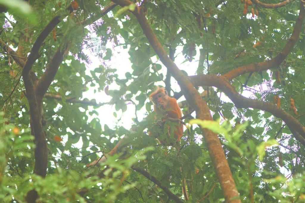 Pearl'S Homestay Matale Esterno foto