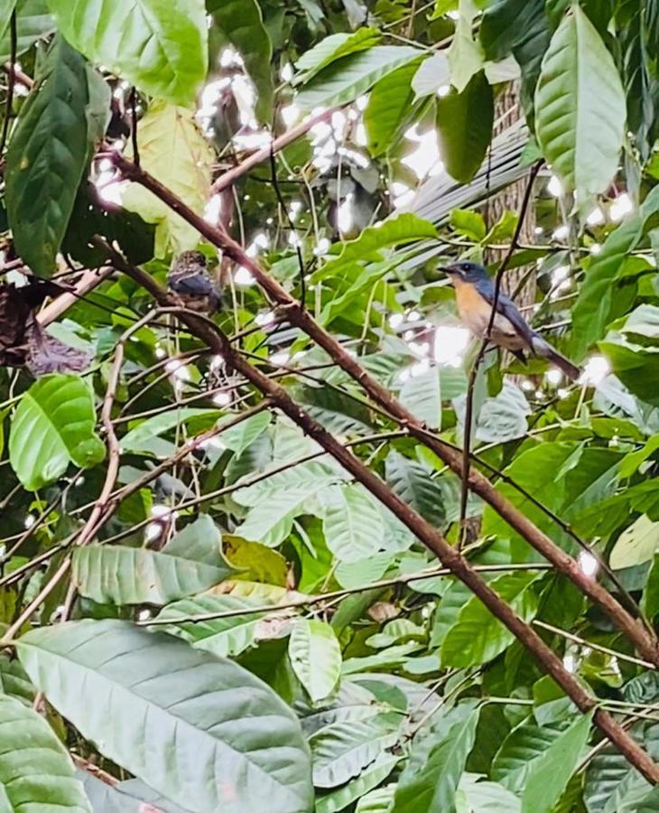 Pearl'S Homestay Matale Esterno foto